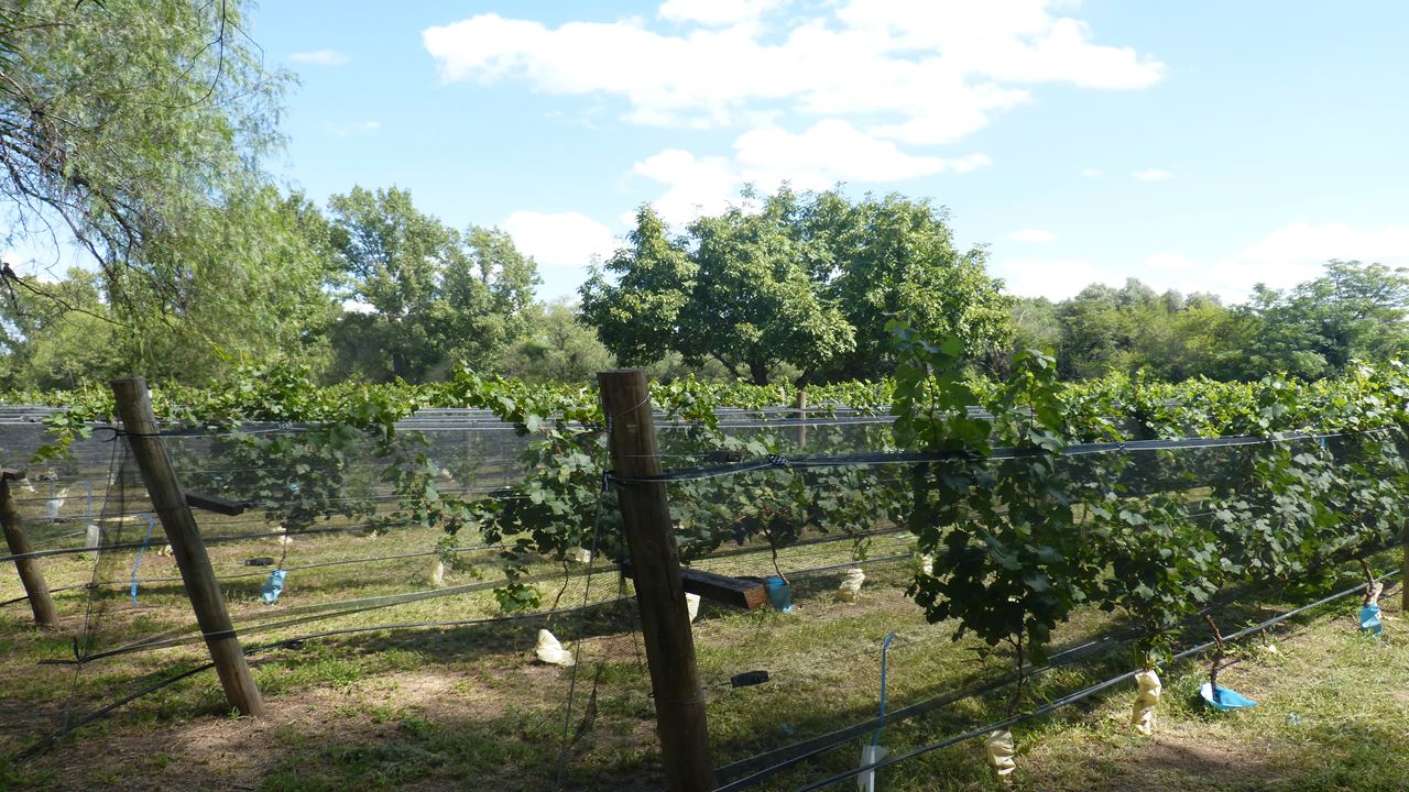 Estrada Do Vinho Em Traslassierra (5)