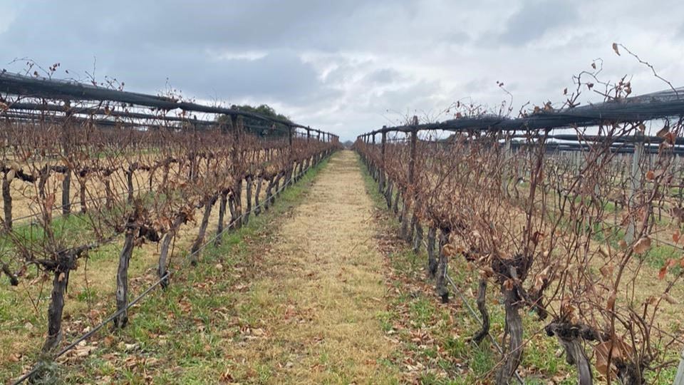 Degustação De Vinhos foto 8