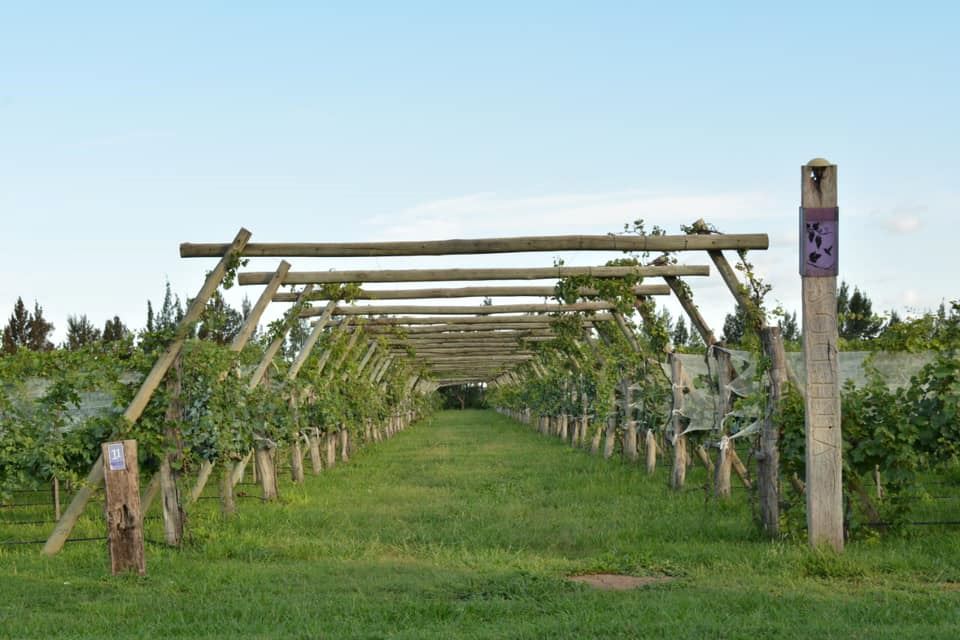 Degustação De Vinhos foto 4